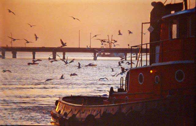 shrimp boats at sunset, Chesapeak Bay, Virginia